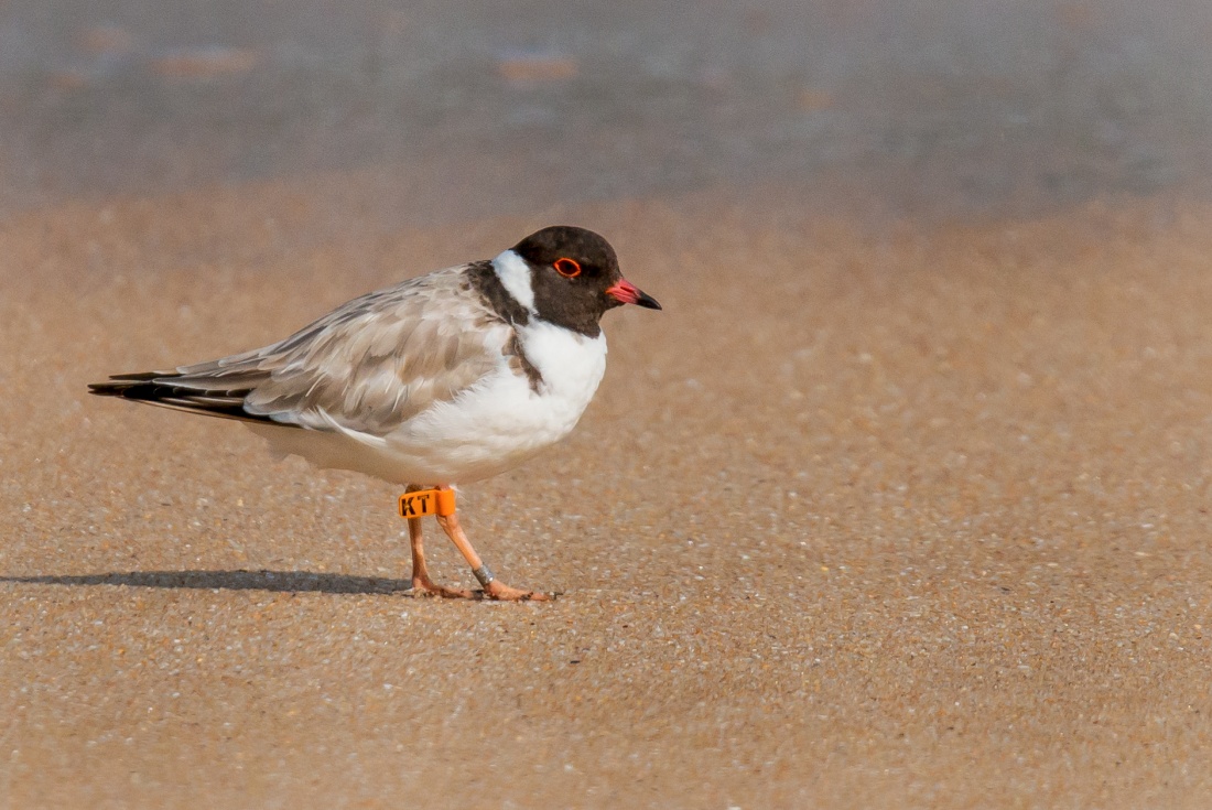 Hooded Plover Point Nepean