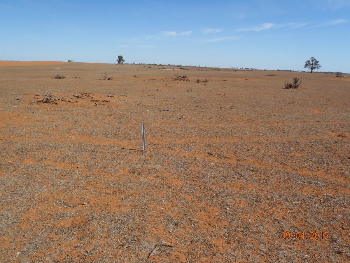 Image of vegetation before rabbit control in 2015 by Rob McGlashan, Parks Victoria