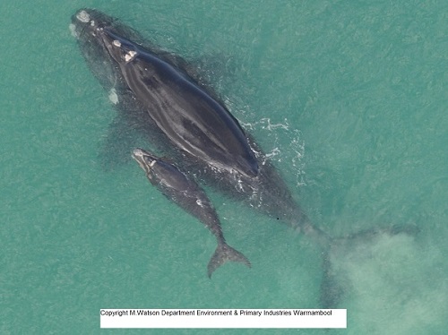 Southern Right Whale