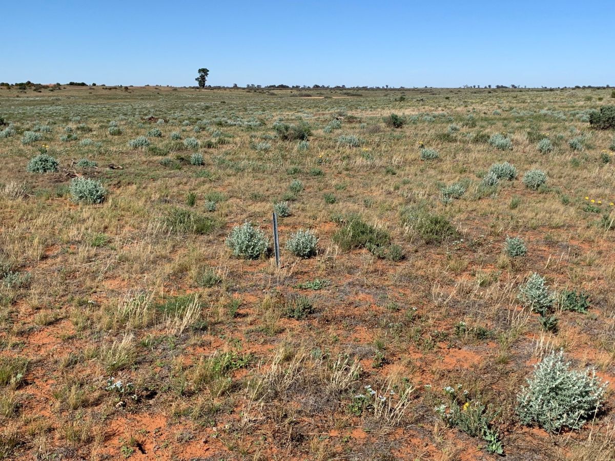 Image of vegetation after rabbit control in 2021 by Rob McGlashan, Parks Victoria