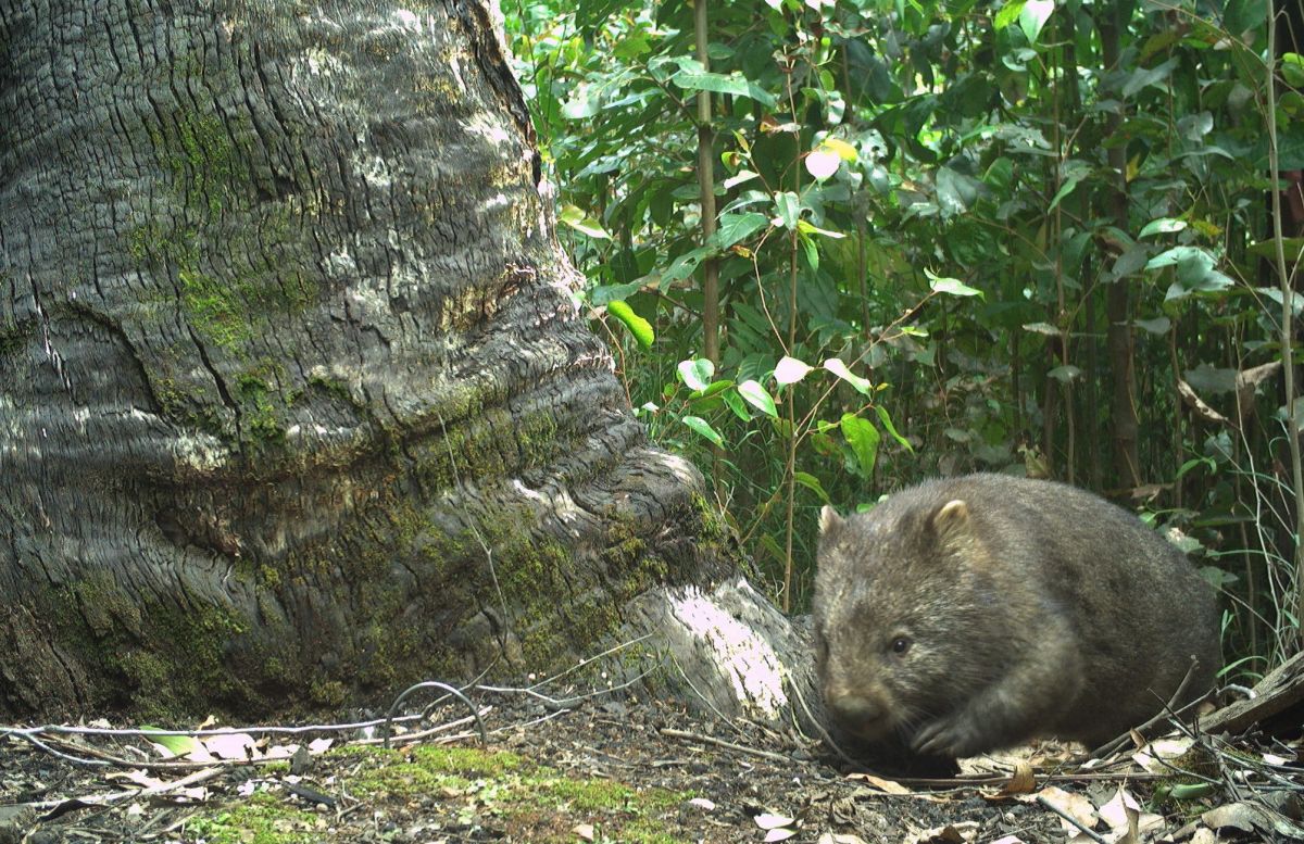 An image of a wombat against a tree trunk by Southern Ark.