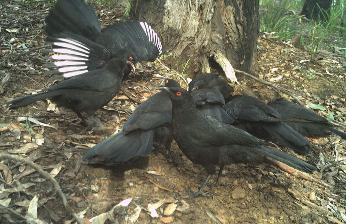 An image of 5-8 White-winged Choughs birds are spotted by the Southern Ark’s motion detection cameras by Southern Ark.