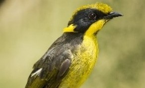 Helmeted Honeyeater