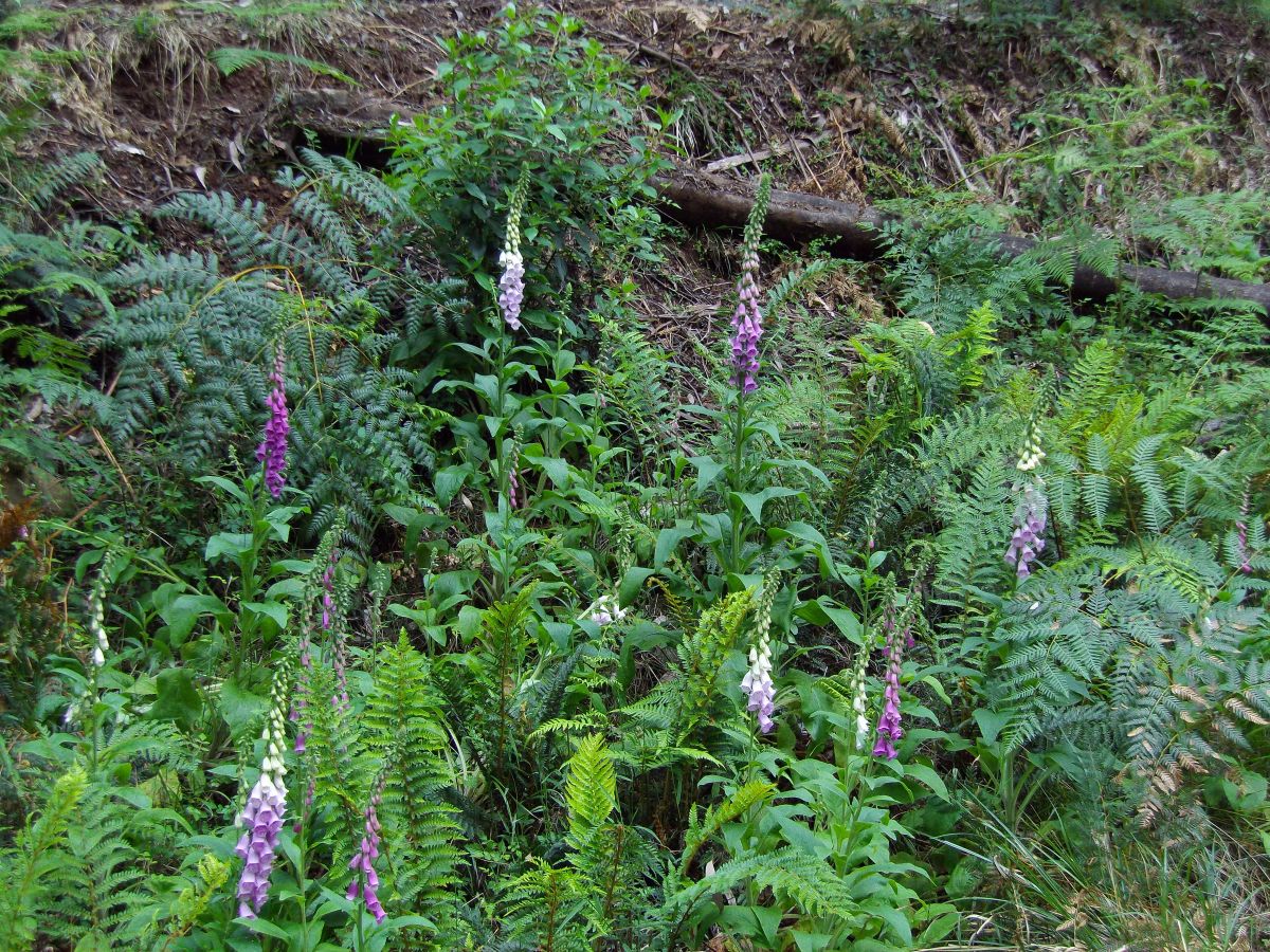 An image of a weed - Foxglove by Sally Lambourne.