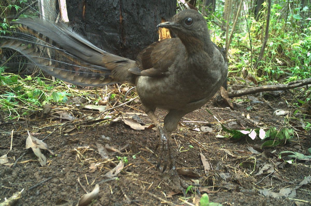 An image of a Superb Lyrebird by Southern Ark.