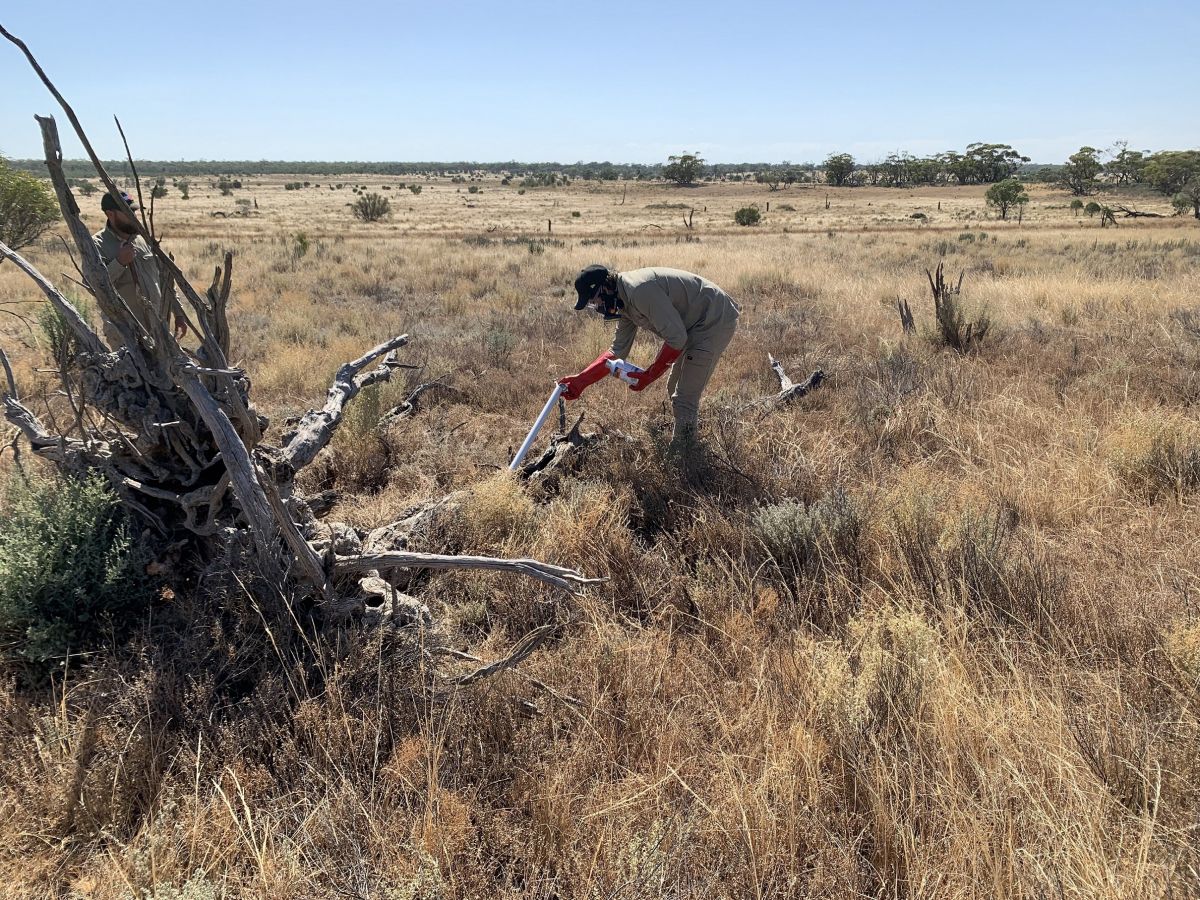 Image of team of people ripping rabbit burrows to remove rabbits by Mallee Bounceback