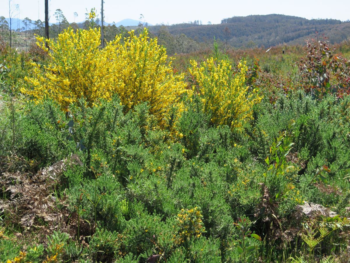 An image of a weed - Gorse by Sally Lambourne.