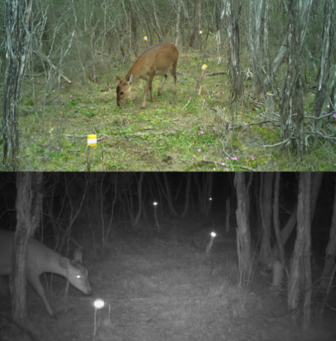 Two photos of deer. One taken during daytime and one at night.