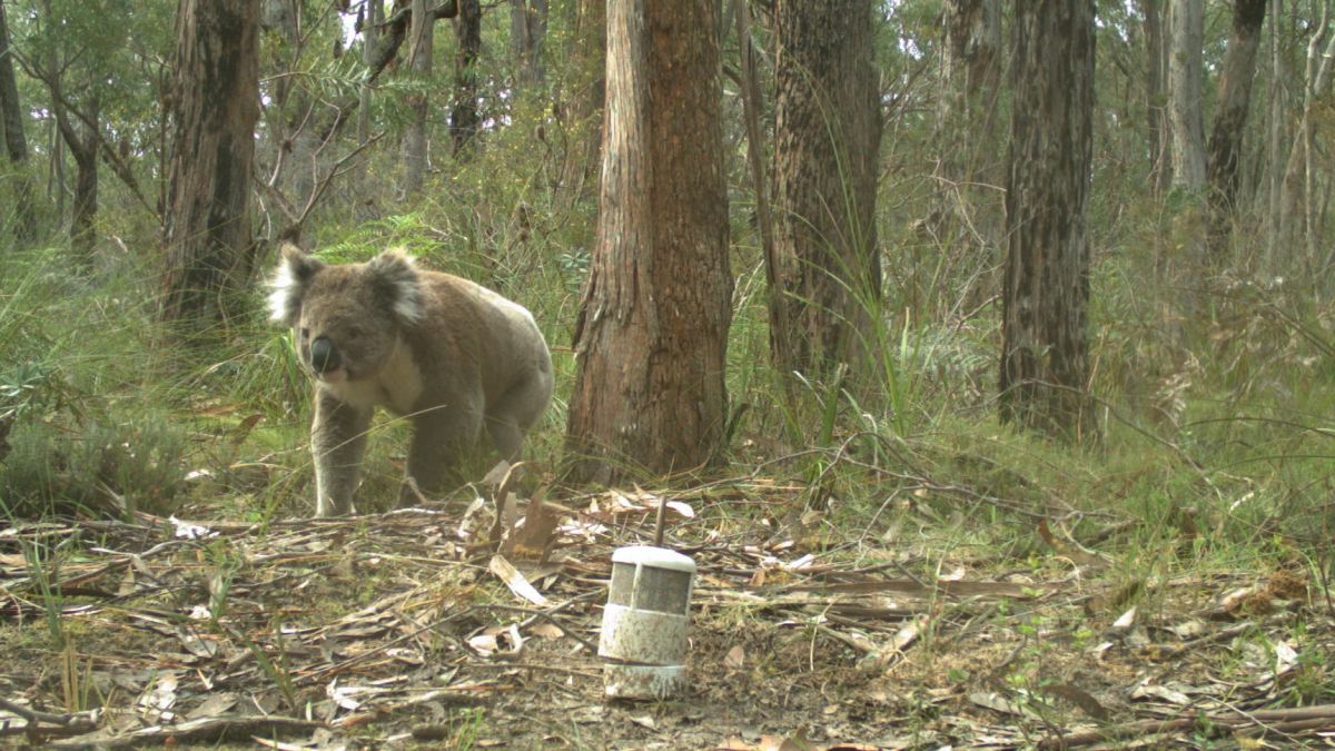 An image of a koala photographed by a camera trap by Glenelg Ark