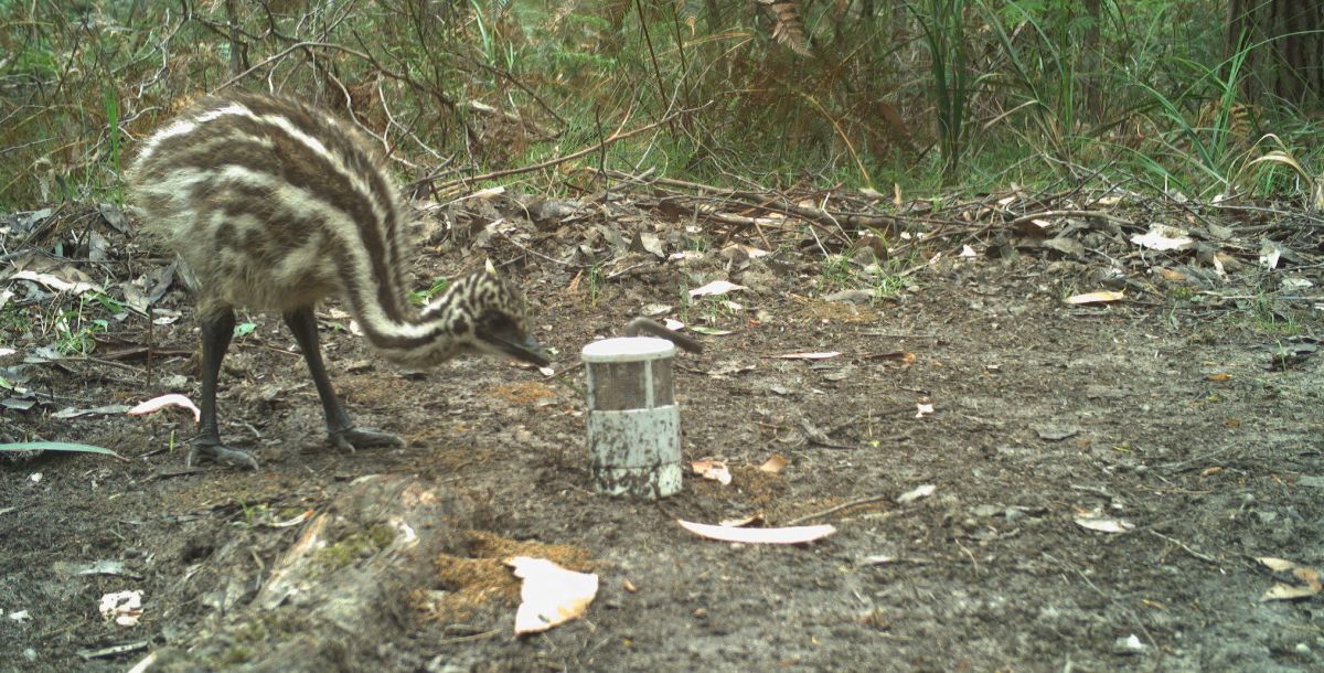 An image of an Emu chick inspecting the motion detection camera trap set up to monitor biodiversity by Glenelg Ark.