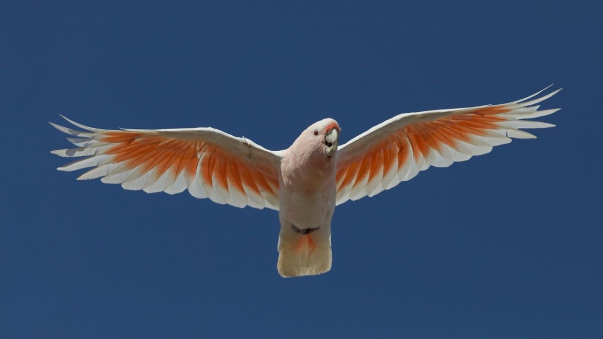 An image of a Pink Cockatoo (also known as the Major Mitchell's Cockatoo) by Patrick Kavanagh.