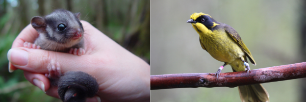 Leadbeaters Possum and Helmeted Honeyeater