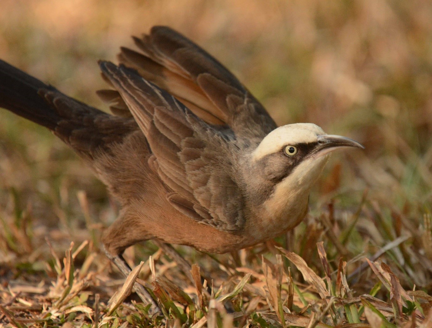 Grey-crowned babbler Credit: Paul Sunnucks