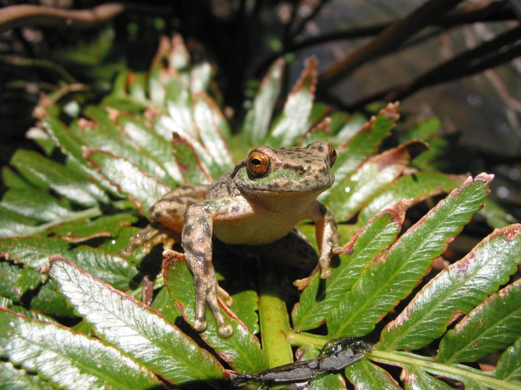 Spotted tree frog credit Glen Johnson