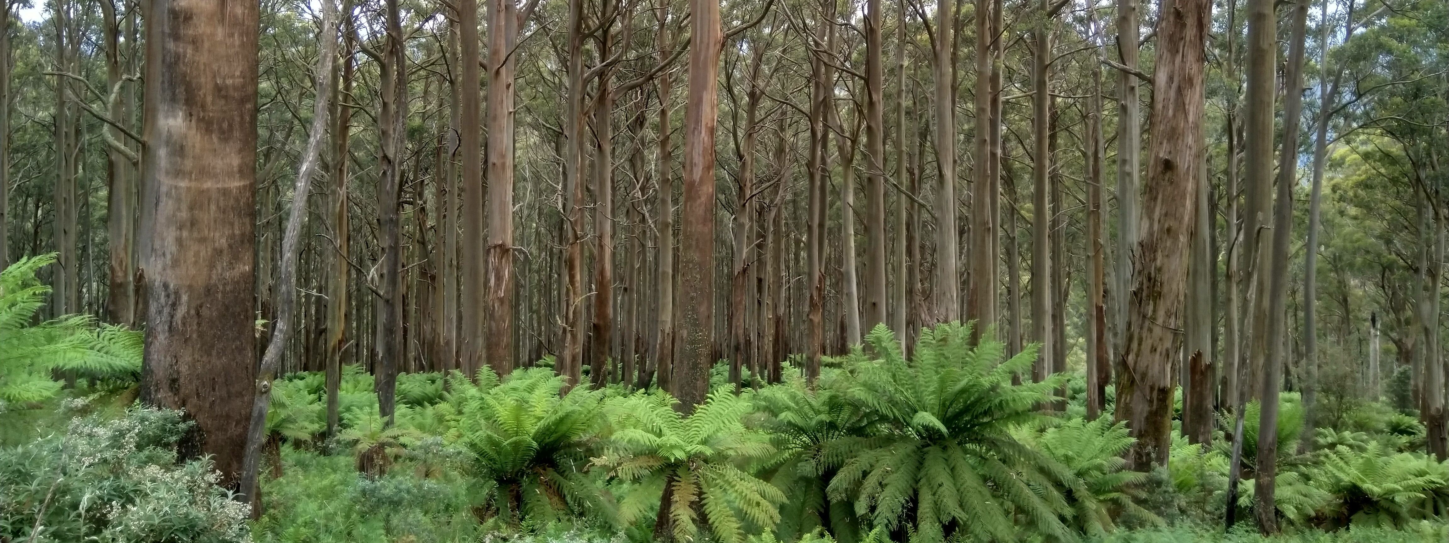 Revegetation of land in Victoria