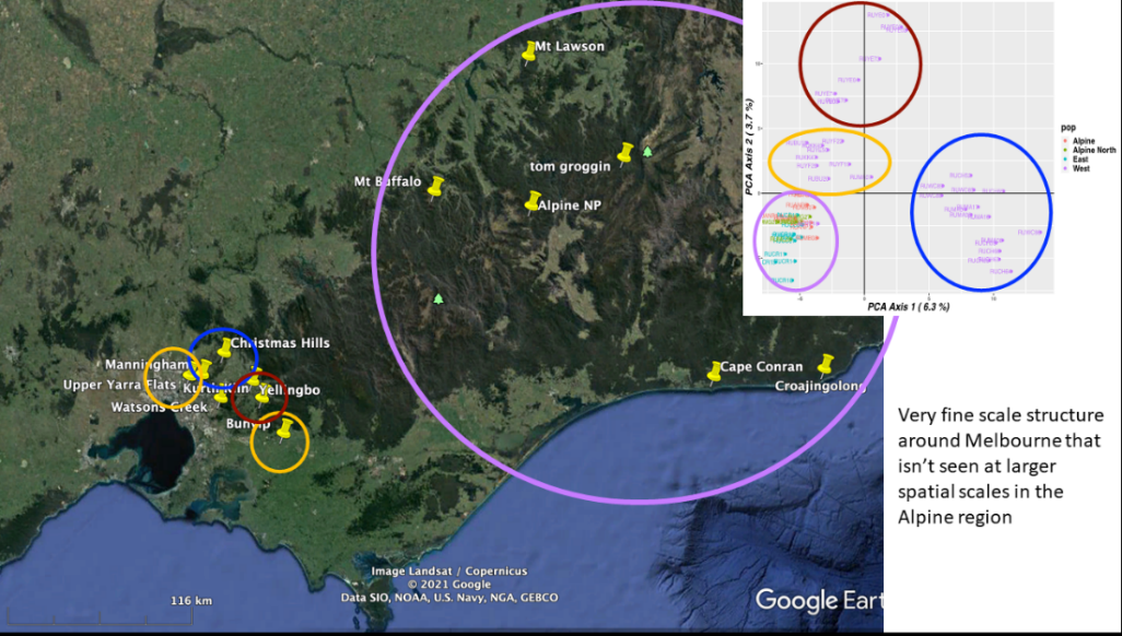 Map indicates areas in the Peri-urban plan footprint and shows individual population groups of deer determined from genetic analysis. There are four distinct population groups.