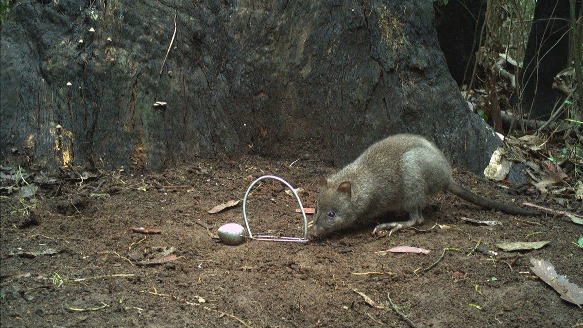 An image of a Long-footed Potoroo photographed by a camera trap - Southern Ark team