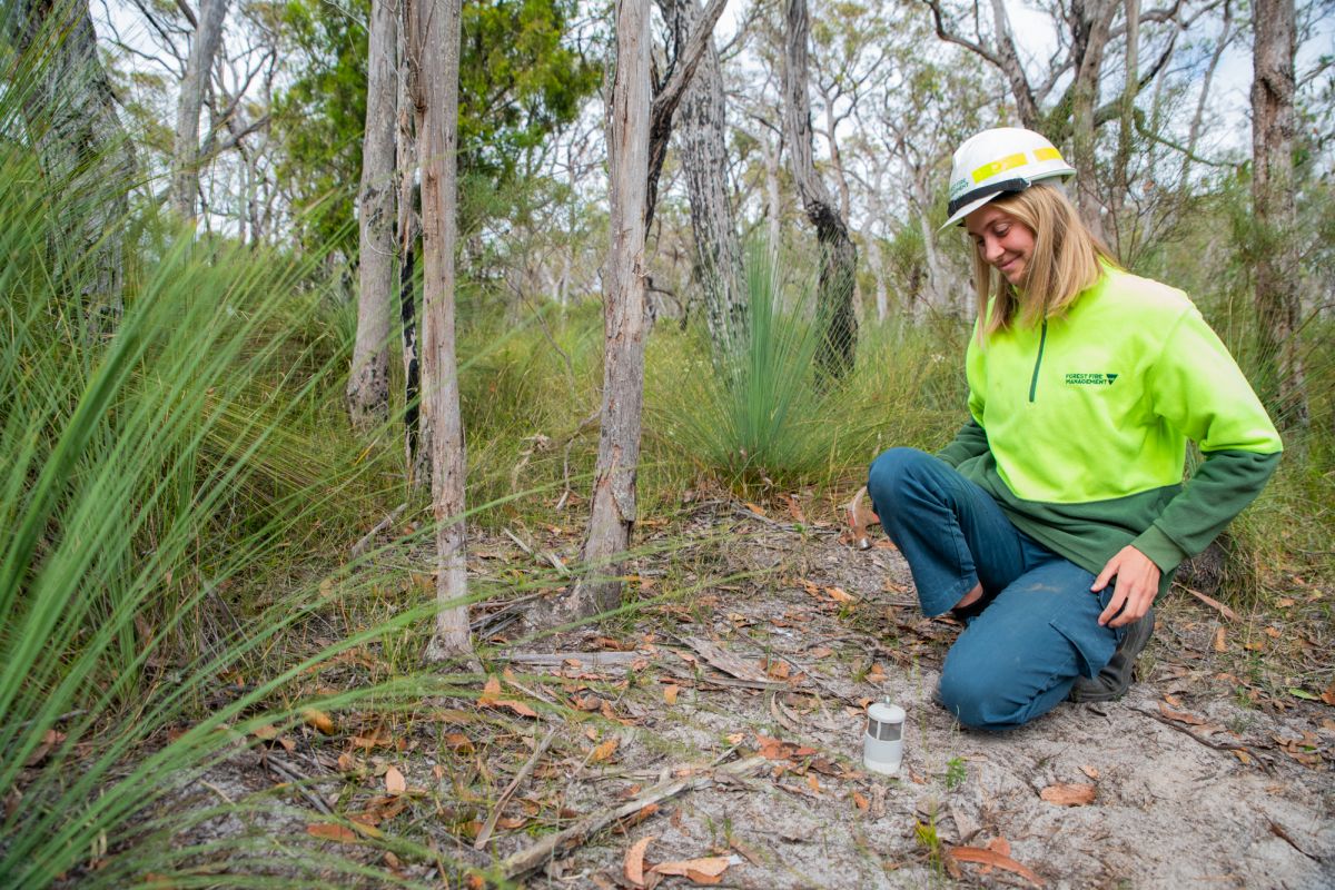 An image of a person setting up bait stations to attract species for monitoring by Glenelg Ark.