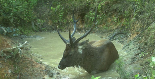 deer in water