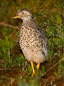 plains wanderer