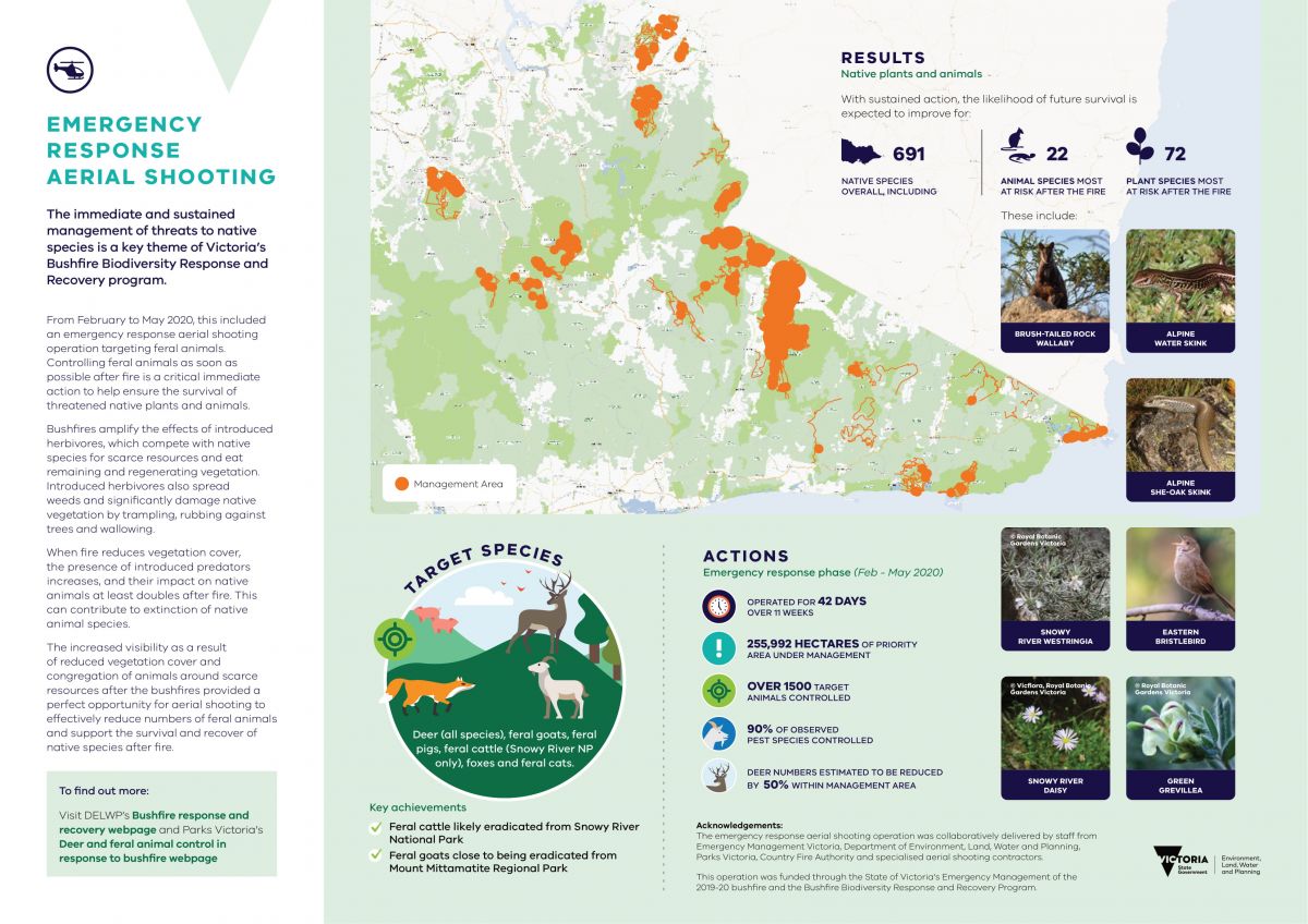 A text box on the left side of the page contains the following text. The immediate and sustained management of threats to native species is a key theme of Victoria's Bushfire Biodiversity Response and Recovery Program. From February to May 2020, this included an emergency response aerial shooting operation targeting feral animals. Controlling feral animals as soon as possible after fire is a critical immediate action to help ensure the survival of threatened native plants and animals. Bushfires amplify the effects of introduced herbivores, which compete with native species for scarce resources and eat remaining and regenerating vegetation. Introduced herbivores also spread weeds and significantly damage native vegetation by trampling, rubbing against trees and wallowing. When fire reduces vegetation cover, the presence of introduced predators increases, and their impact on native animals at least doubles after fire. This can contribute to extinction of native animal species. The increased visibility as a result of reduced vegetation cover and congregation of animals around scarce resources after the bushfires provided a perfect opportunity for aerial shooting to effectively reduce numbers of feral animals and support the survival and recovery of native species after fire. To find out more, visit DELWP's Bushfire response and recovery webpage and Parks Victoria's Deer and feral animal control in response to bushfire webpage. The top middle shows a map of Eastern Victoria and the aerial shooting management areas. Underneath is an image of the target species, which are deer (all species), feral goats, feral pigs, feral cattle (Snowy River NP only), foxes and feral cats. Actions under the emergency response phase are as follows. Operated for 42 days over 11 weeks. 255,992 hectares of priority area under management. Over 1500 target animals controlled. 90% of observed pest species controlled. Deer numbers estimated to be reduced by 50% within management area. To the right of the page is information about results of the operation and the following text. With sustained action, the likelihood of future survival is expected to improve for 691 native species overall, including 22 animal species most at risk after the fire. 72 plant species most at risk after the fire. These include: Brush-tailed Rock Wallaby, Alpine Water Skink, Alpine She-oak Skink, Snowy River Westringia, Eastern Bristlebird, Snowy River Daisy, Green Grevillea.