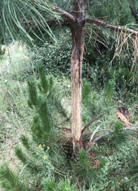 Photo of bark stripping on radiata pine.