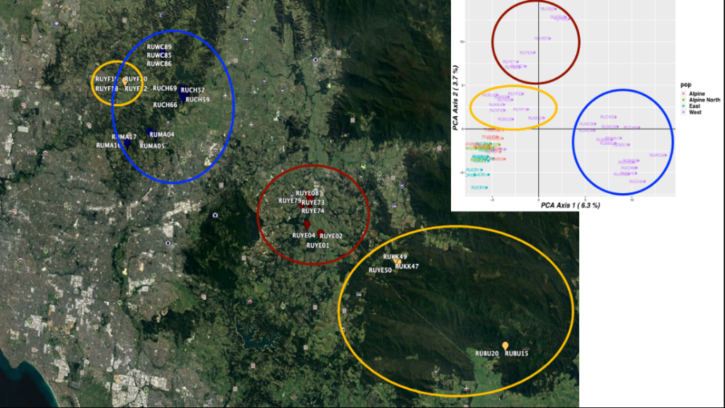 This object is a map of three distinct populations of deer in four areas within the Peri-urban area determined through genetic analysis.