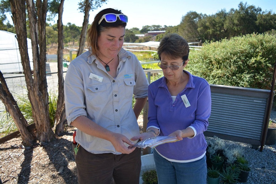 Carmen looking at seeds from a 150 year old gum tree.  