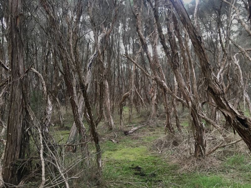 French Island Trees, May 2021