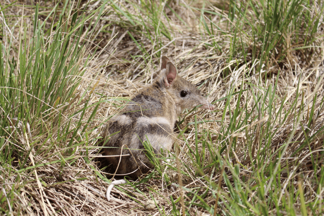 Eastern Barred Bandicoot