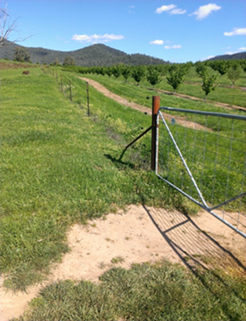 Photo of an electric fence designed to keep deer out of an orchard.