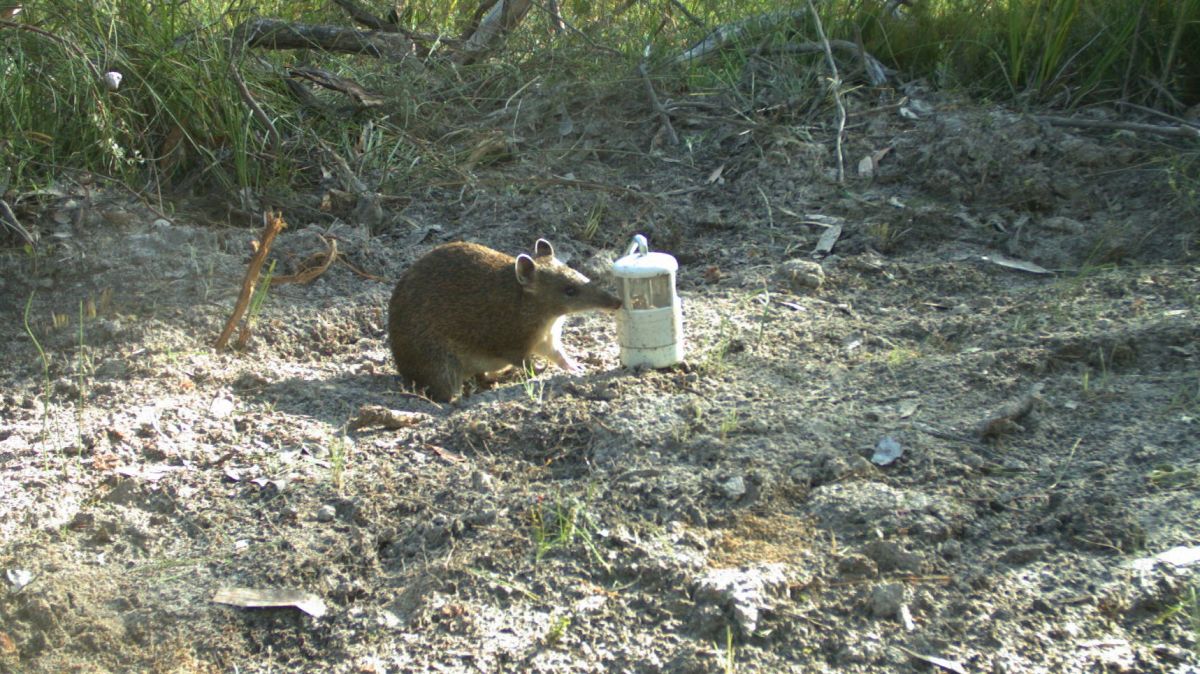 An image of a Southern Brown Bandicoot licking a scent lure for a photograph.