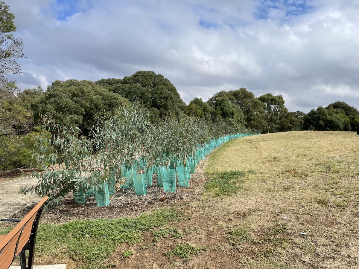 Progress of tubestock planted during Phase 2, Wyndham, April 2023