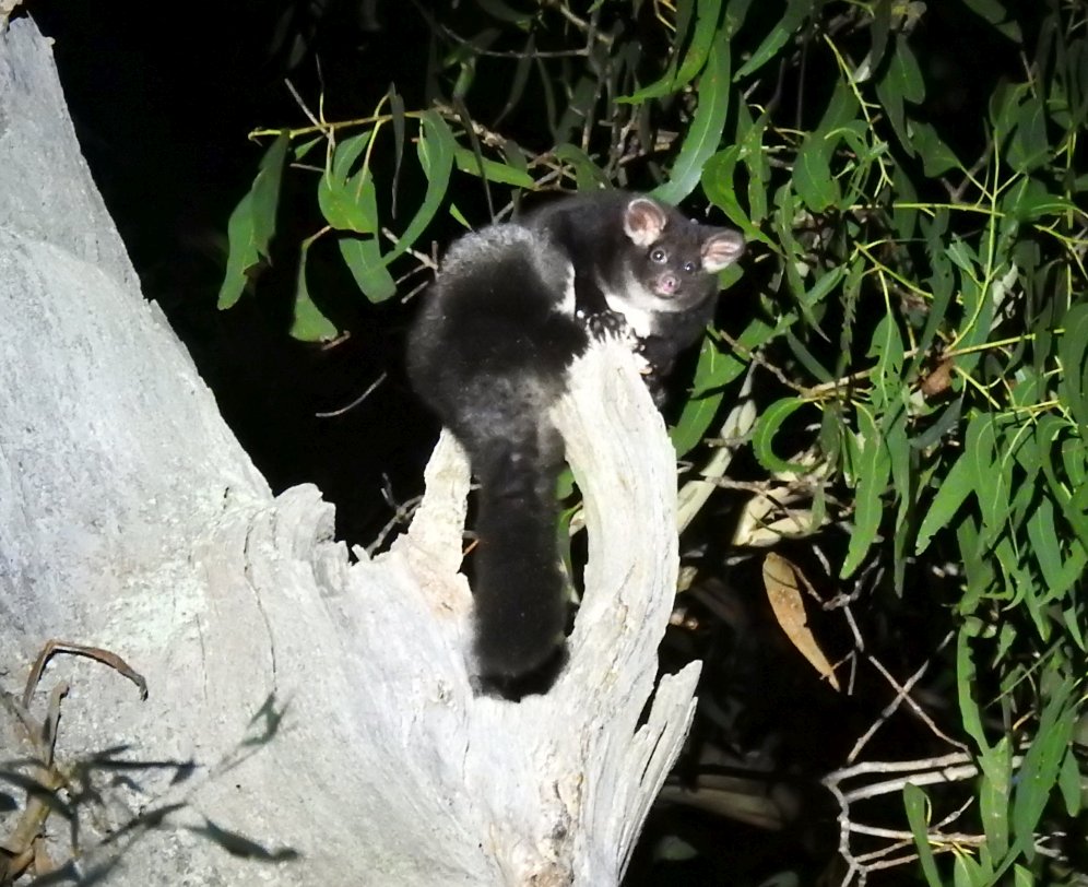 Greater Glider