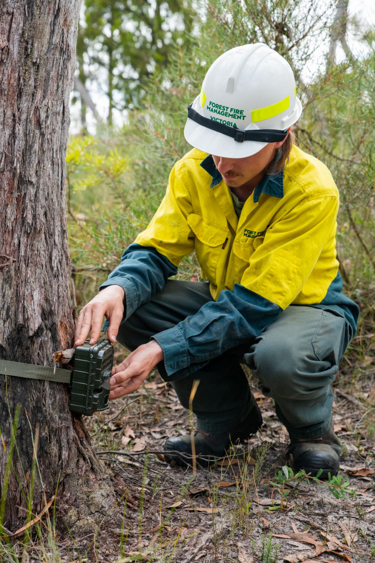 An image of a person putting up a camera trap for the Glenelg Ark program by Glenelg Ark