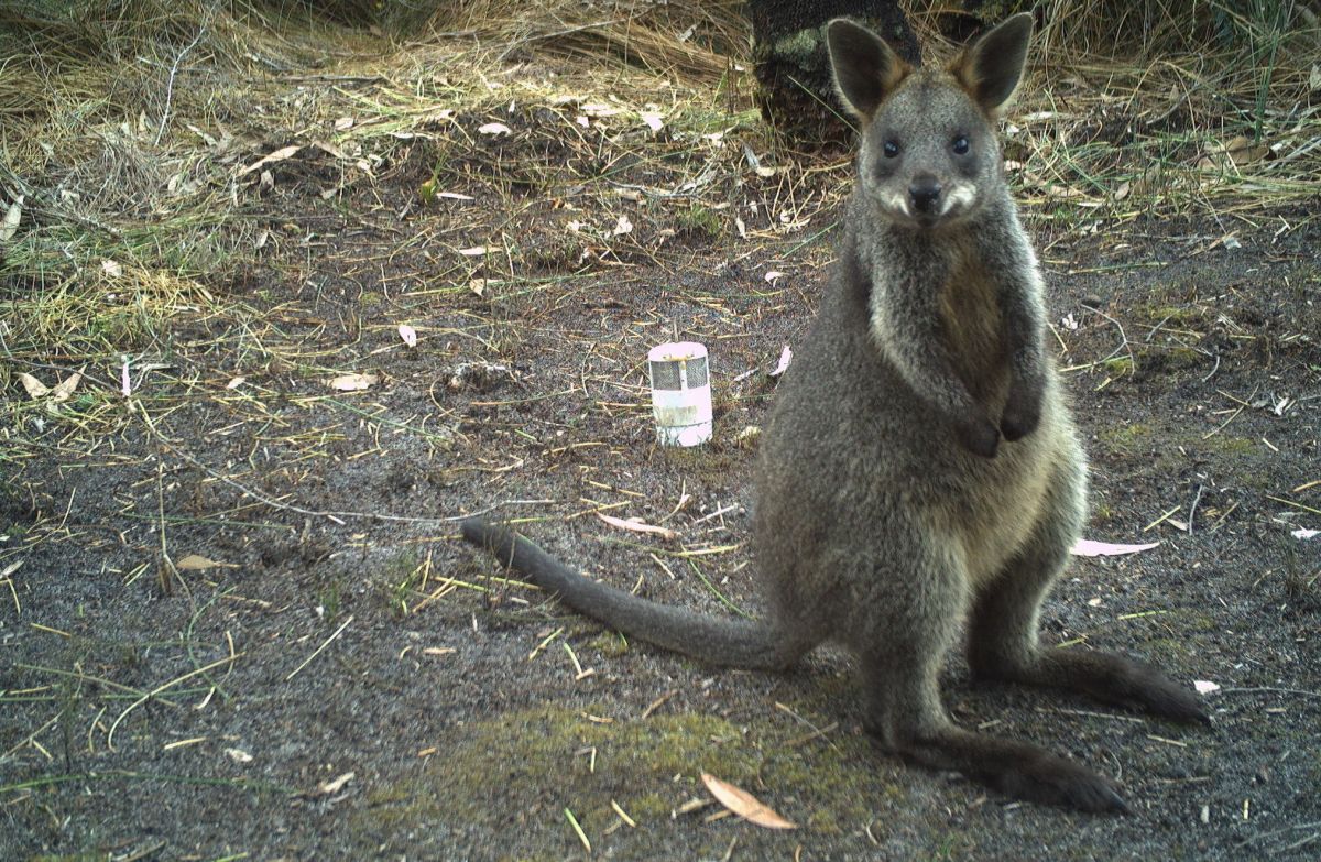 An image of a Swamp Wallaby caught on camera by Glenelg Ark.