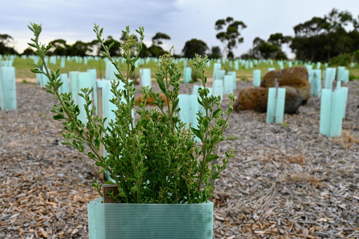 Progress of tubestock planting at Cherry Lake, February 2022