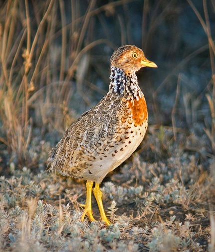Plains-wanderer looking off to right