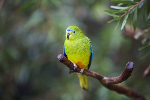 Orange-bellied Parrot