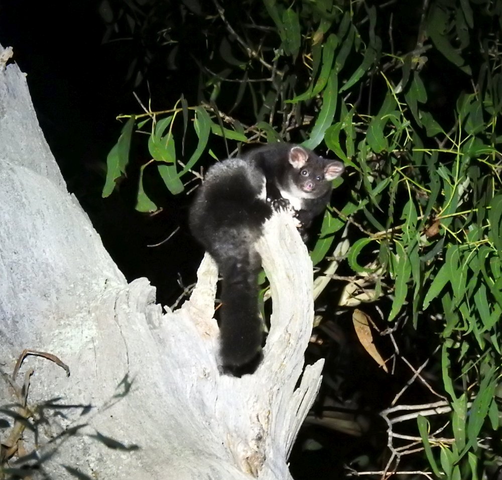 Greater Glider in tree