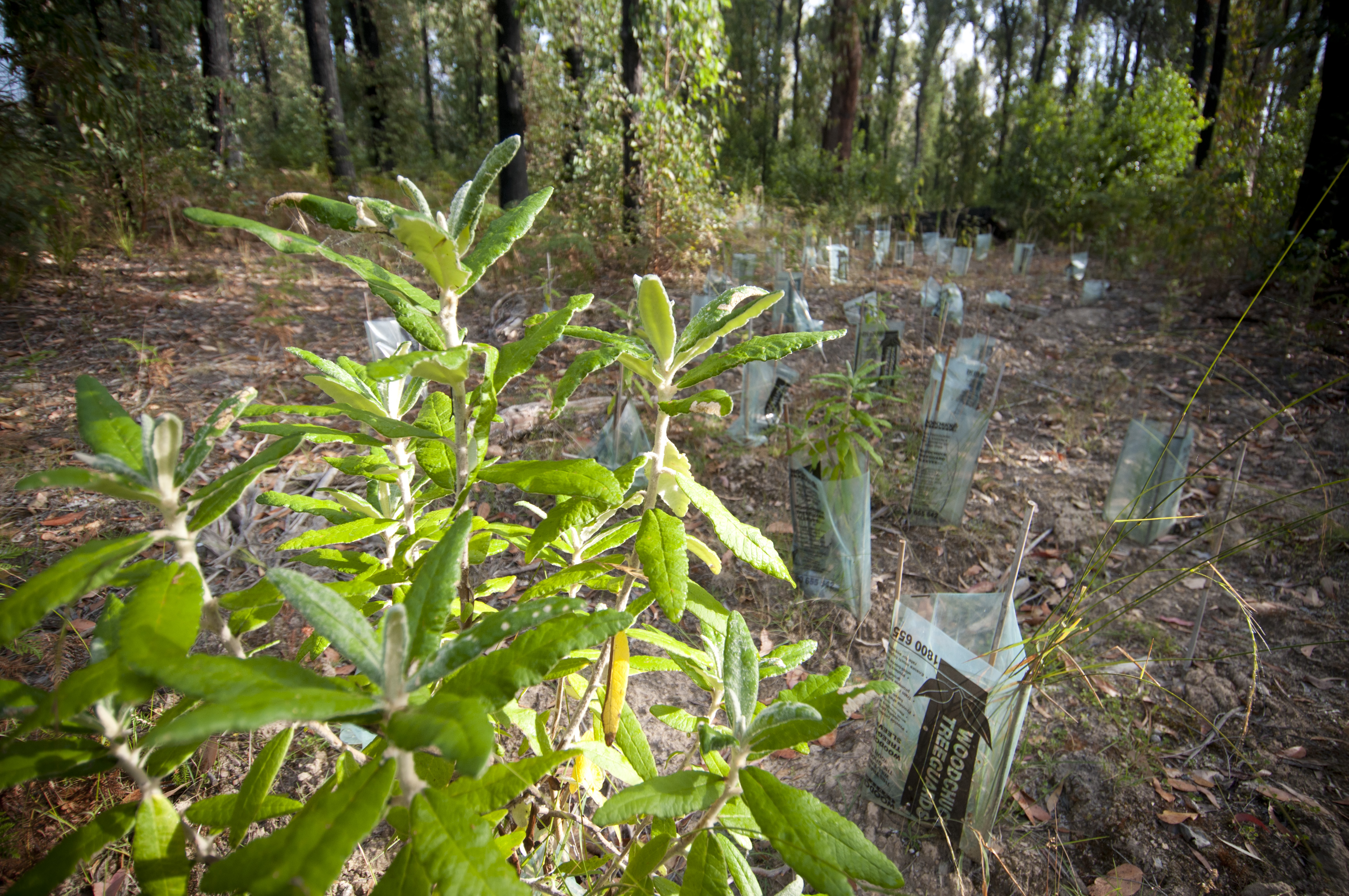 Revegetation activity