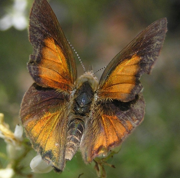 UPPER WING ECB on Bursaria spinosa