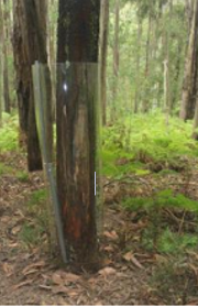 Photo of a tree in a forest with a clear protective guard around the trunk.