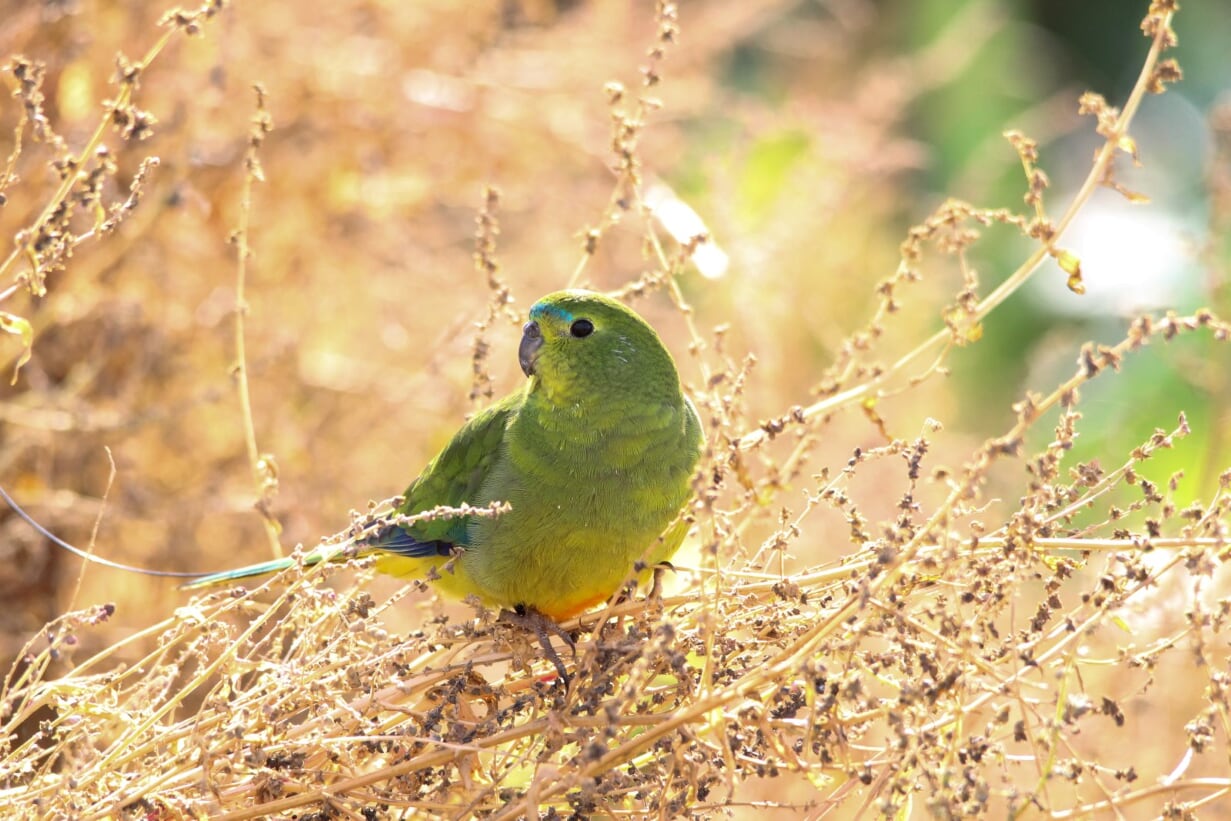 A better way to help endangered species recover A better way to help endangered species recover