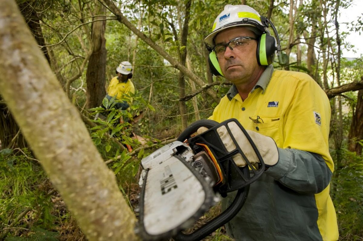 An image of a person removing woody weeds by chainsaw by the Glenelg Eden team.