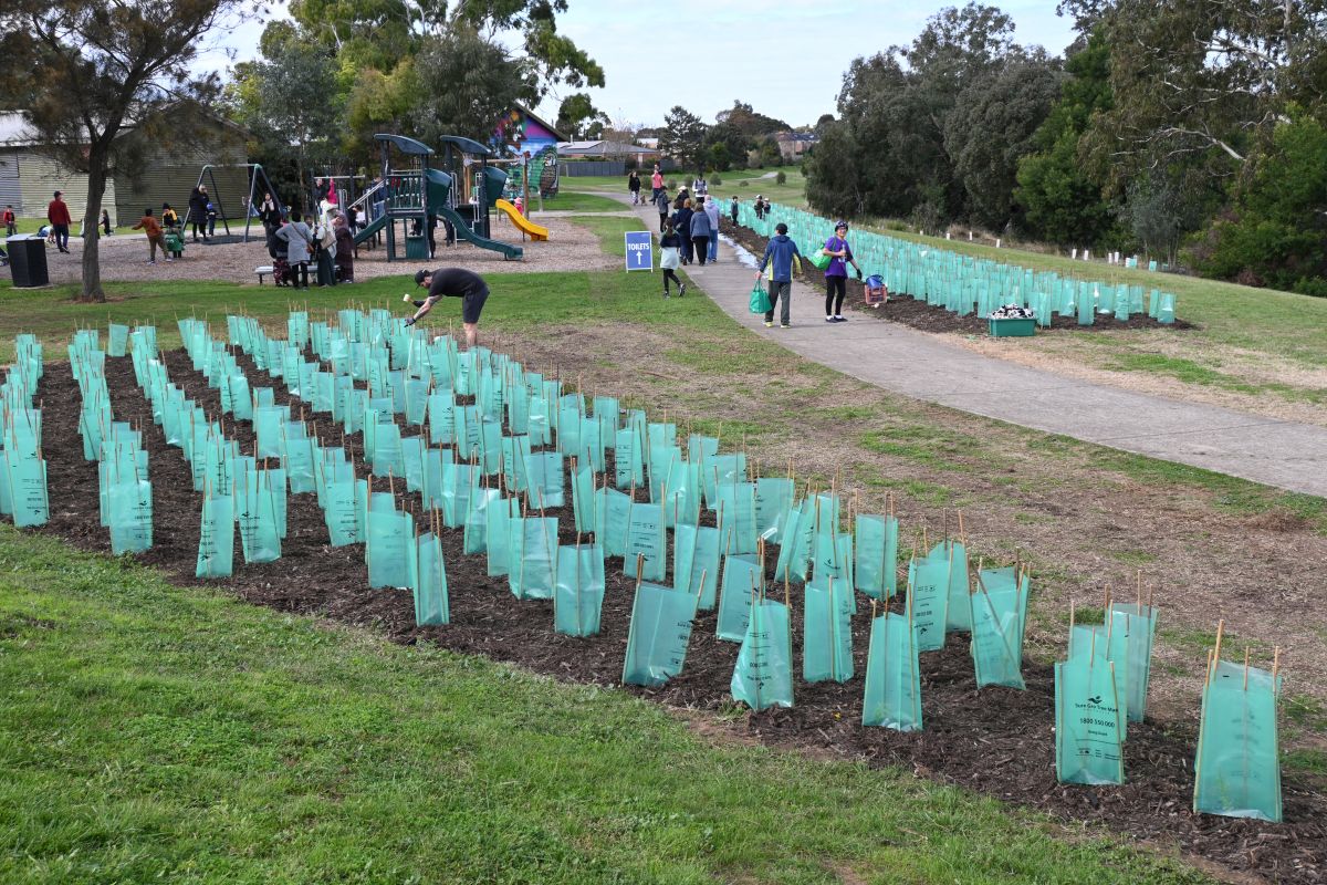 Tubestock planting during Phase 2, Wyndham, May 2022