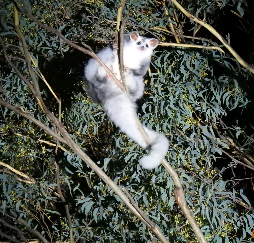 Greater Glider in tree