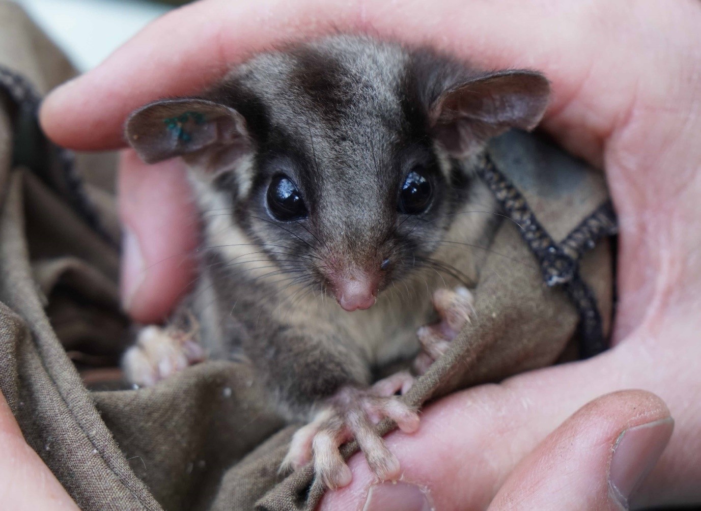 Lowland Leadbeater’s possum credit: Arabella Eyre