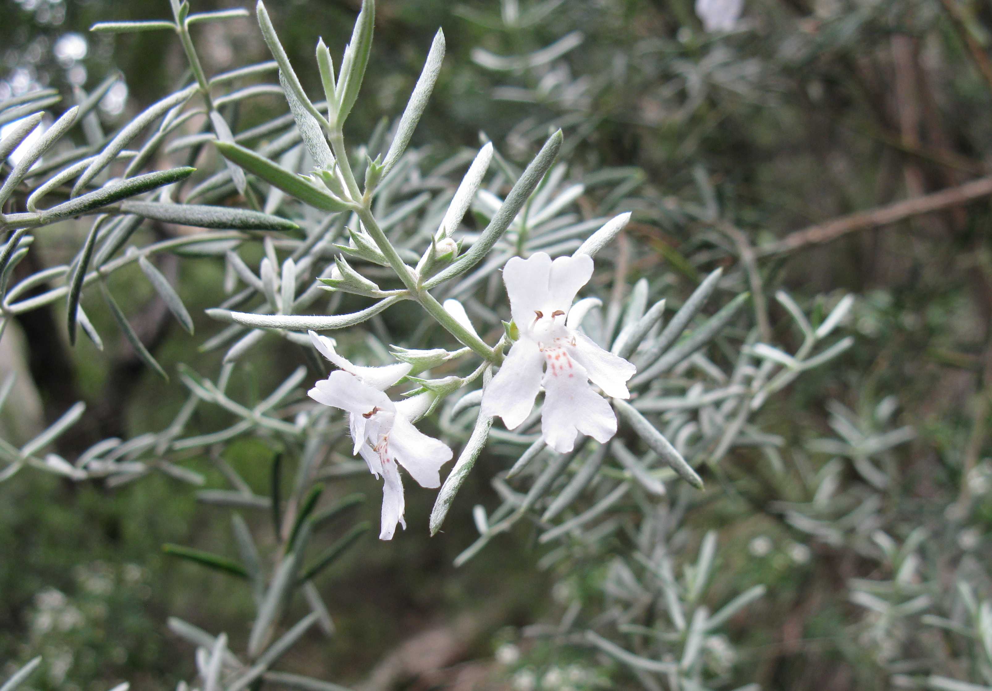 Westringia Close-up