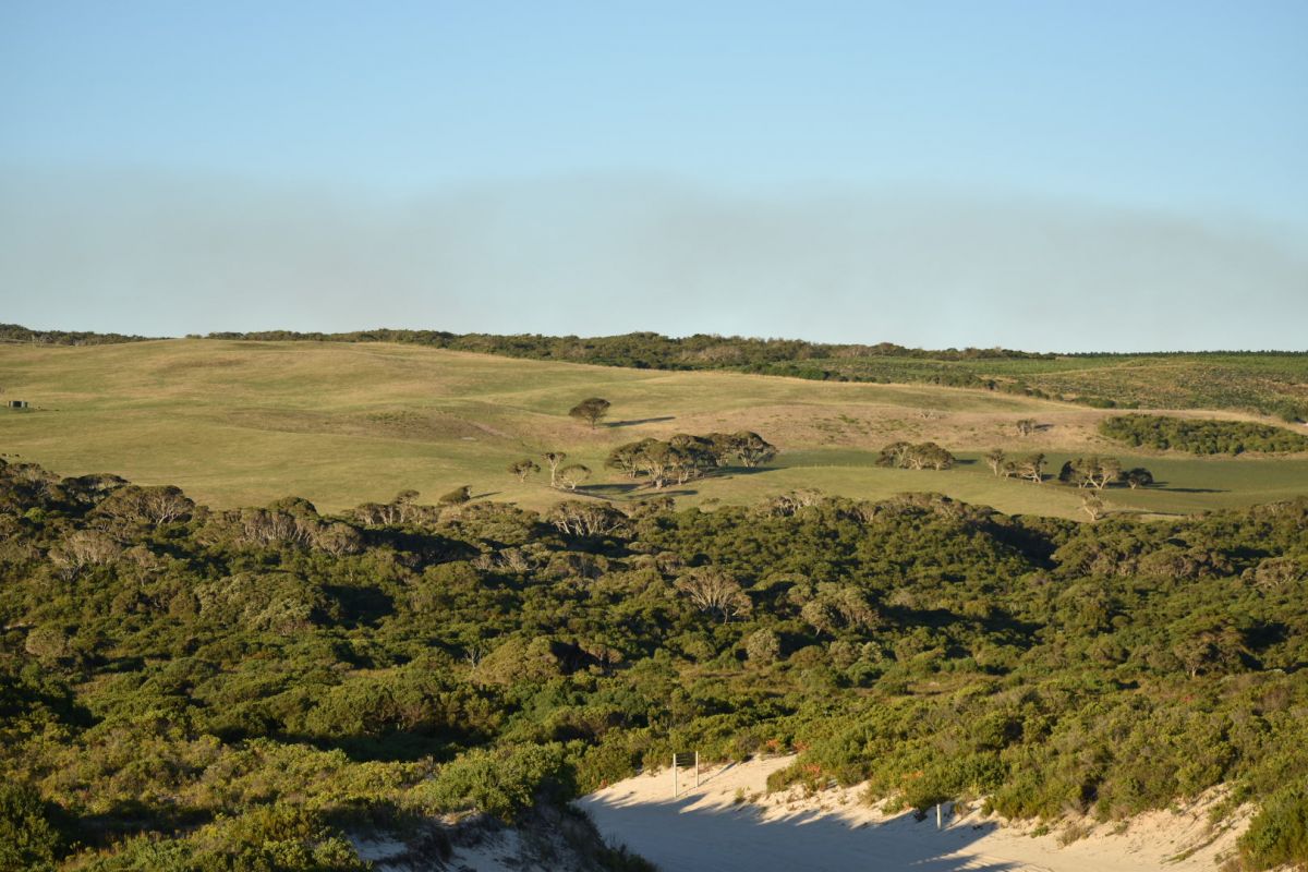 An image of natural landscapes and beach dunes within the Glenelg Eden area by Vanessa Lucy.